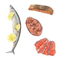 conjunto de carne de pescado. elementos de acuarela para su diseño. vector