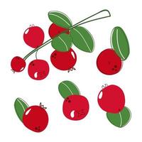 Set of hand drawn lingonberry. Flat illustration. vector