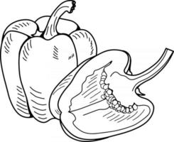 Contour drawing of bell pepper. vector