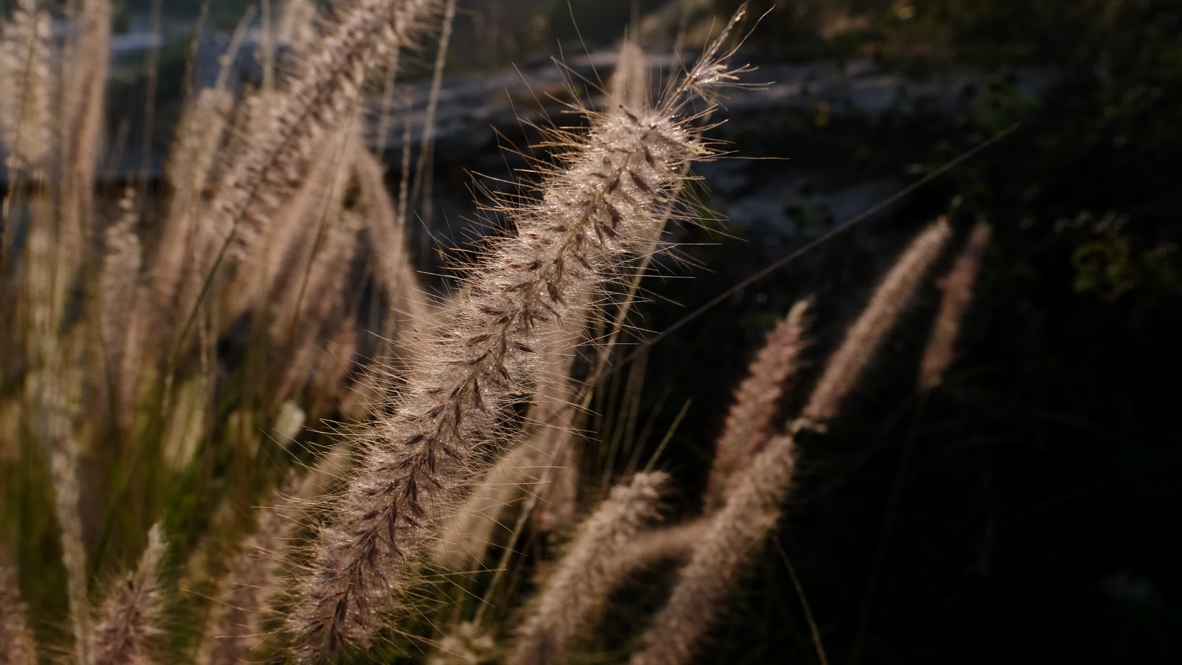 Close up dry weeds at meadow. Camera is zooming out. 3130529 Stock