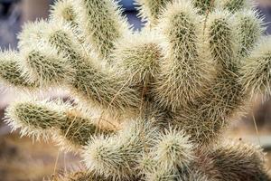 Cactus growing in Death Valley National Park photo