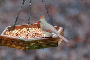 Cardenal alimentándose en el comedero para pájaros en Carolina foto