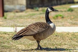 Canadian gray goose grazing in the wild photo