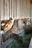 vacas lecheras en una granja rural foto