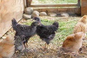 young chickens in a coop photo