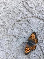 Butterfly on a concrete wall photo