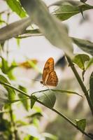 Orange butterfly on branch surrounded by green leaves photo