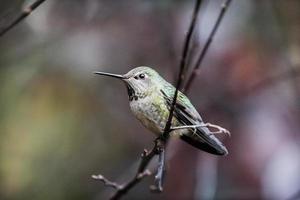 single green female hummingbird