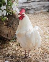 single white rooster photo