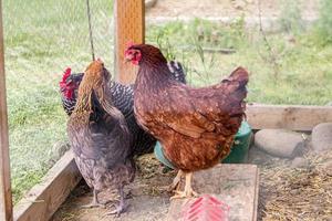 variety of chickens in a small coop photo