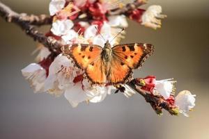 Mariposa en rama de flores de albaricoque foto