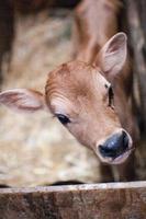 tan calf in a stall photo