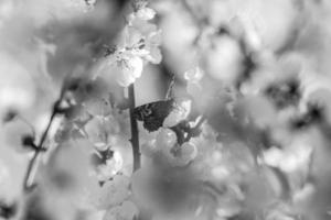 butterfly on branch with apricot blossoms in black and white photo