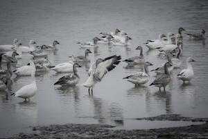 gansos de nieve en un lago foto