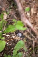 Hidden bird nest in bushes photo