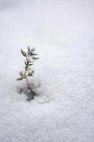 tomillo congelado asomando a través de la nieve foto