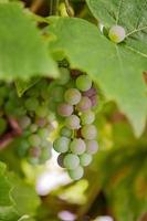 grapes on the vine photo