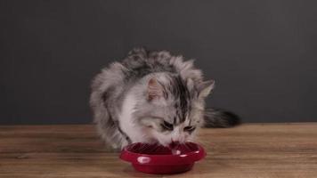 gato comiendo de un tazón