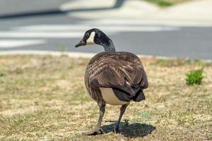 Canadian gray goose grazing in the wild photo