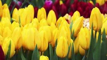 Campo de tulipanes de primavera brillante en Holanda video