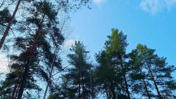 Tall pine trees sway in wind against the blue sky
