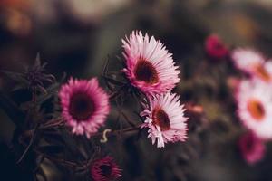 Autumn chrysanthemums on a dark background photo