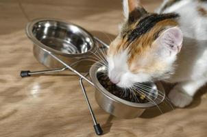 Hungry tricolor cat eats dry food photo