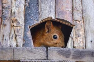The squirrel looks out of the house photo