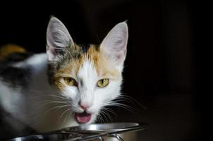 gato tricolor hambriento come comida seca foto