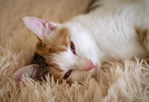 gato doméstico tricolor foto