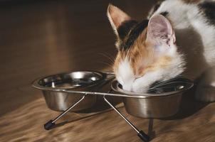 Hungry tricolor cat eats dry food photo