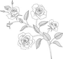 Hand drawn rose floral illustration.