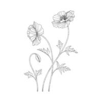 Hand drawn poppy floral illustration. vector