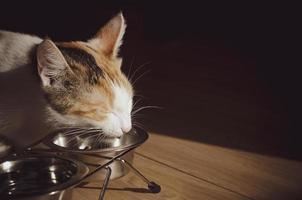 Hungry tricolor cat eats dry food photo