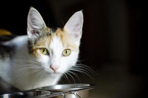 Hungry tricolor cat eats dry food photo