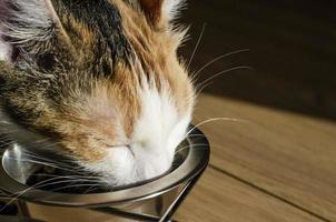 Hungry tricolor cat eats dry food photo