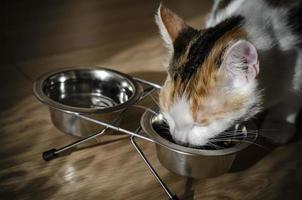 Hungry tricolor cat eat dry food.Hungry tricolor cat eats dry food Healthy. Holistic. photo