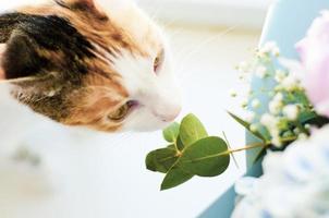 gato doméstico tricolor oliendo las flores foto