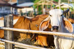 vacas en la granja al aire libre. foto