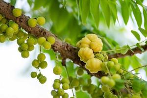 Star gooseberry fruit on tree photo