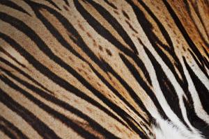 Tiger skin background photo