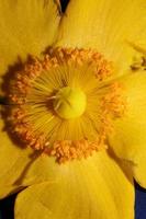 Flower close up blossom background botanicaly photo