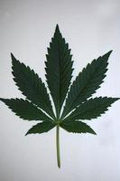 Hoja verde de marihuana cerrar moderno cannabis medicinal aislado sativa foto