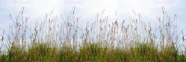 A horizontal background of wildflowers and autumn grass photo