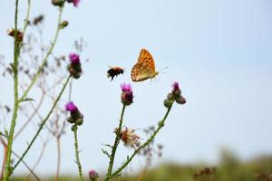 mariposa sobre un cardo en verano foto