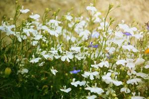 Wildflowers in the rays of the setting sun photo