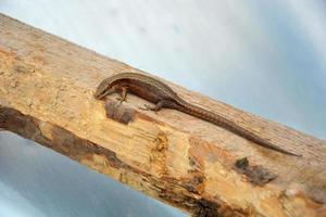 A pregnant lizard sits on a wooden block photo