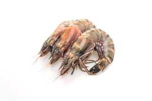 Fresh tiger prawn or shrimp isolated on white background photo