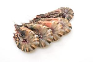 Fresh tiger prawn or shrimp isolated on white background