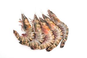 Fresh tiger prawn or shrimp isolated on white background photo